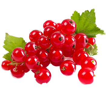 Redcurrant jam