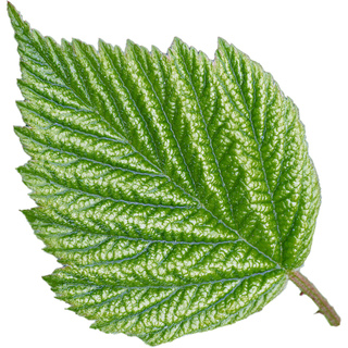 Italian blackberry leaf