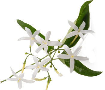 Jasmine