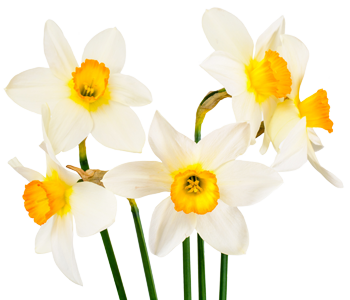 Narcissus