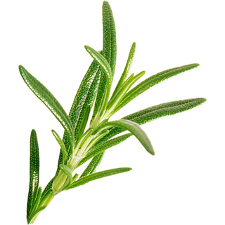 Spanish rosemary