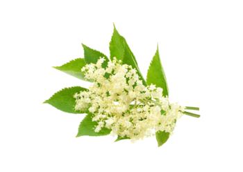 Elderflower