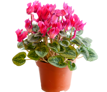 Cyclamen
