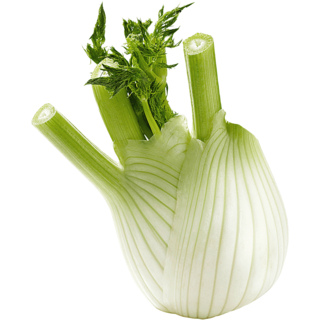 Italian fennel