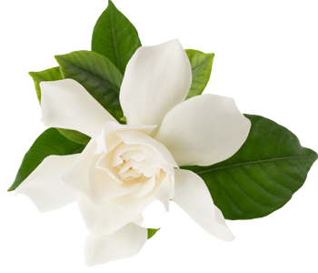 Gardenia