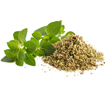 Oregano