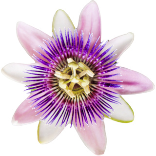 French Guayan passion flower
