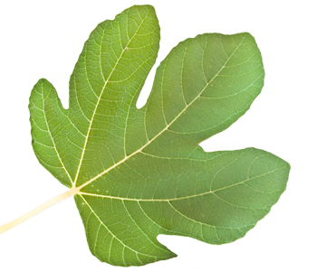 Fig leaf