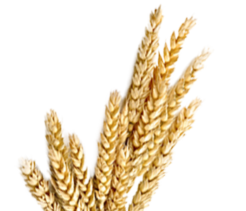 Wheat