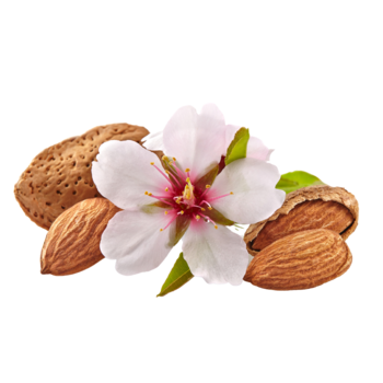 Almond blossom