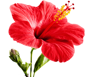 Hibiscus