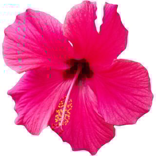 Pink hibiscus