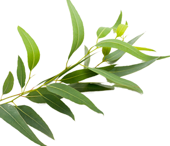 Eucalyptus