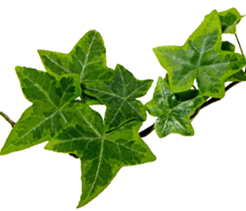 Ivy