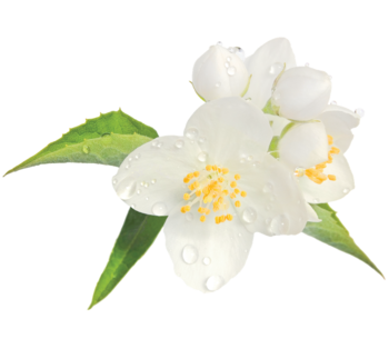 Mock-orange