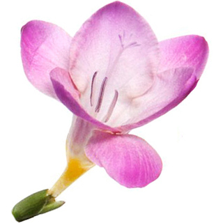 Pink freesia