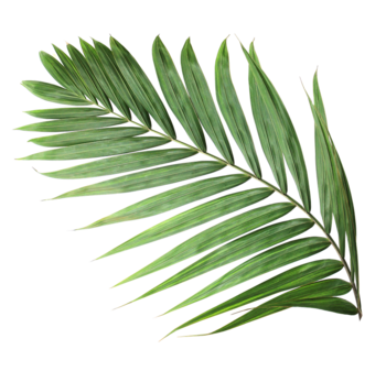 Palm leaf