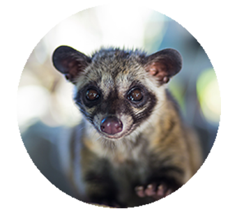 Civet