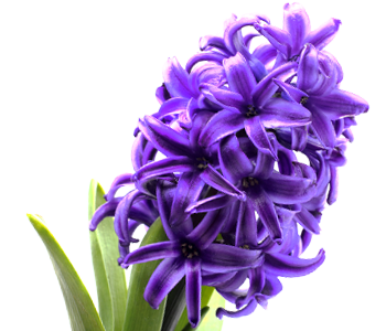 Hyacinth