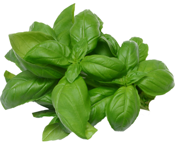 Basil