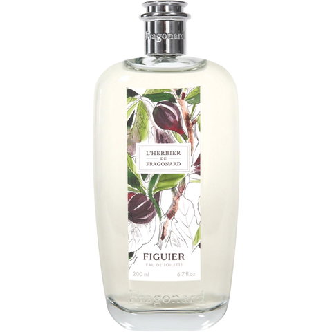 Figuier