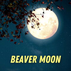 Beaver Moon by Pulp Fragrance perfume bottle