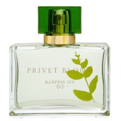 Privet Bloom by Hampton Sun perfume bottle