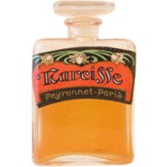 Narcisse by Peyronnet perfume bottle