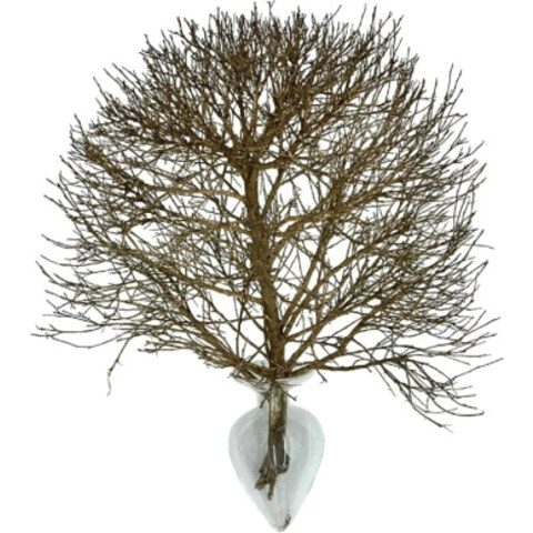 Vanilla Sky / 香草天空