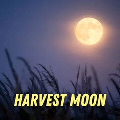 Harvest Moon by Pulp Fragrance perfume bottle