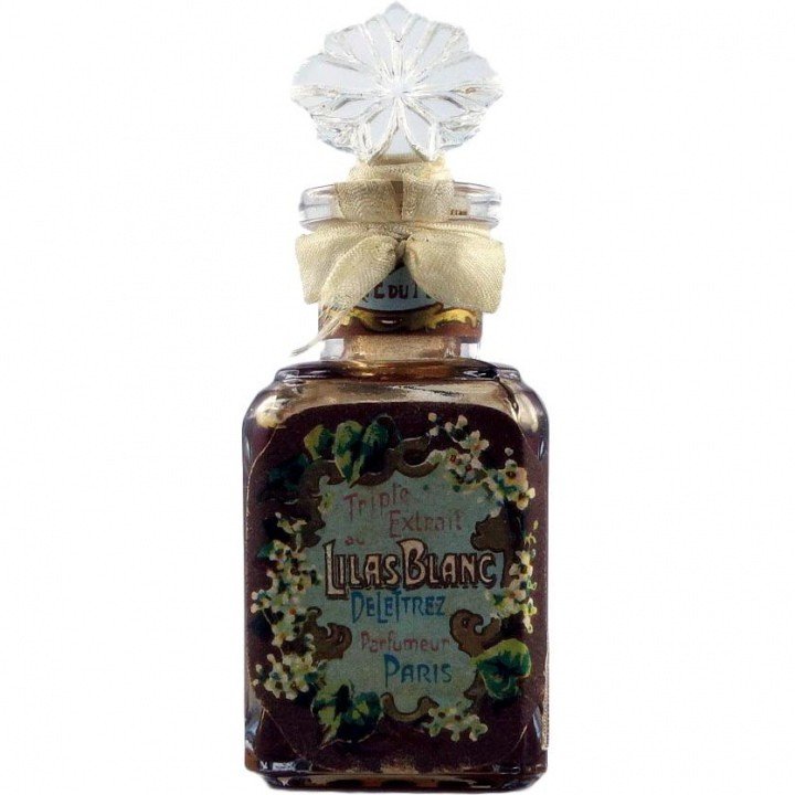 Lilas Blanc