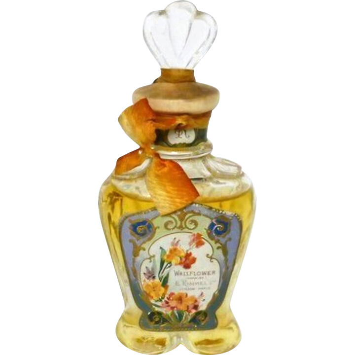 Wallflower / Giroflée