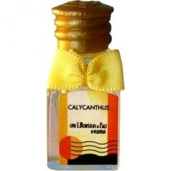 Calycanthus by Borsari 1870 perfume bottle