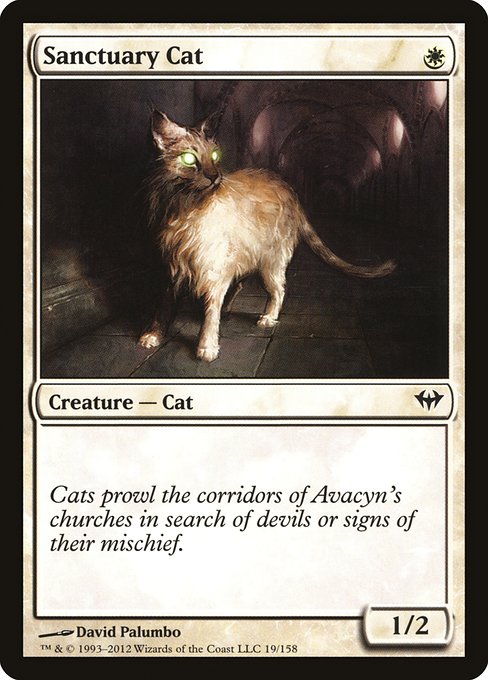 Sanctuary Cat 19
