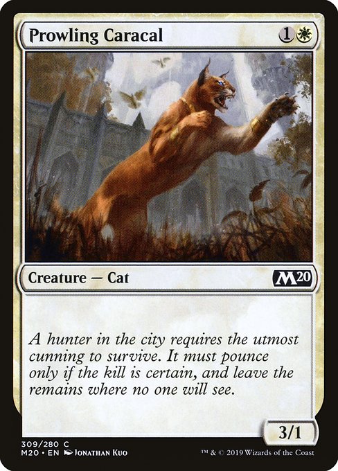 Prowling Caracal 309