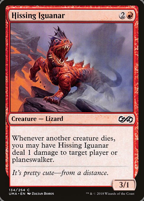 Hissing Iguanar 134