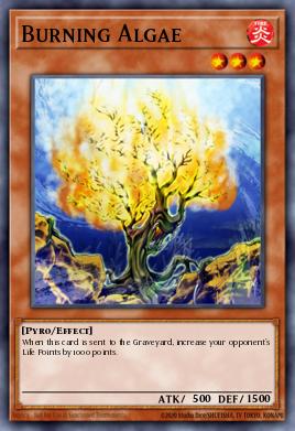 Burning Algae IOC-062